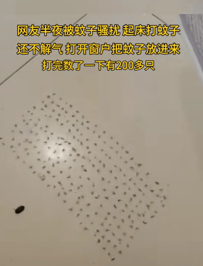 男子半夜电死200多只蚊子，网友：电死蚊子不够，还要摆得整整齐齐